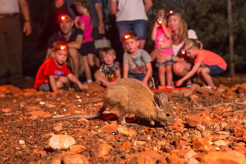 Alice Springs Desert Park Nocturnal Tour - New South Wales Tourism  7