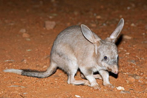 Alice Springs Desert Park Nocturnal Tour - New South Wales Tourism  4
