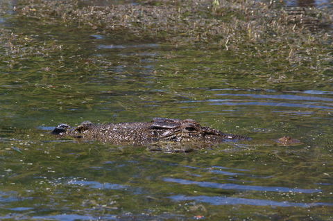 Kakadu, Nourlangie And Yellow Waters Tour From Darwin - New South Wales Tourism  16