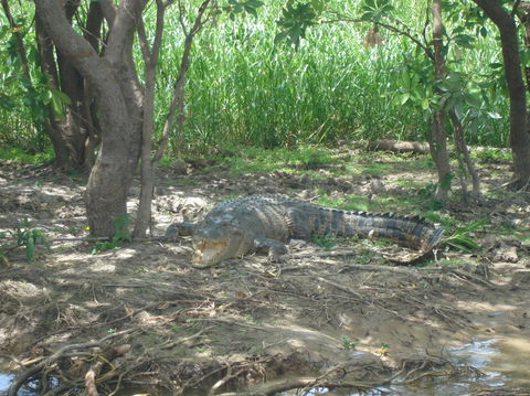 Kakadu, Nourlangie And Yellow Waters Tour From Darwin - New South Wales Tourism  21