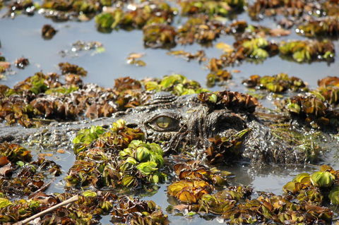 Kakadu, Nourlangie And Yellow Waters Tour From Darwin - New South Wales Tourism  17