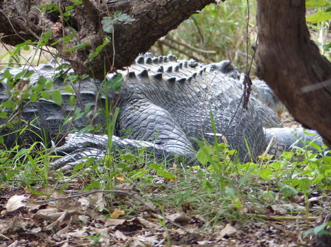 Kakadu, Nourlangie And Yellow Waters Tour From Darwin - New South Wales Tourism  13