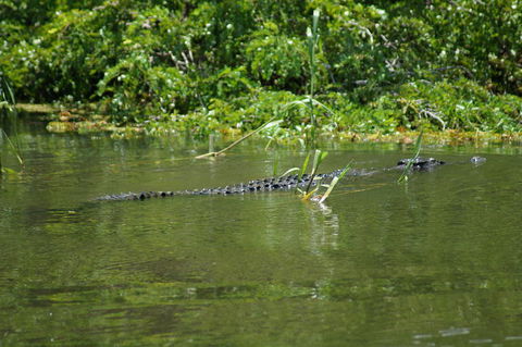 Kakadu, Nourlangie And Yellow Waters Tour From Darwin - New South Wales Tourism  4