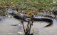 Kakadu, Nourlangie And Yellow Waters Tour From Darwin - thumb 19