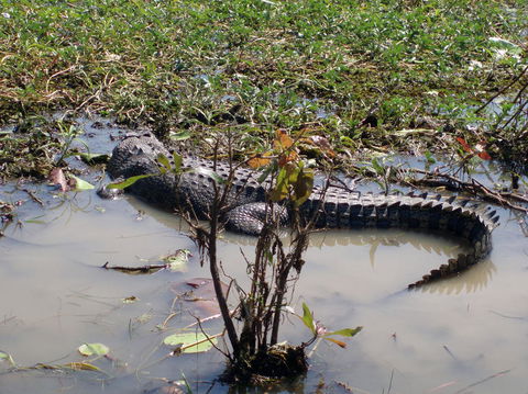 Kakadu, Nourlangie And Yellow Waters Tour From Darwin - New South Wales Tourism  19