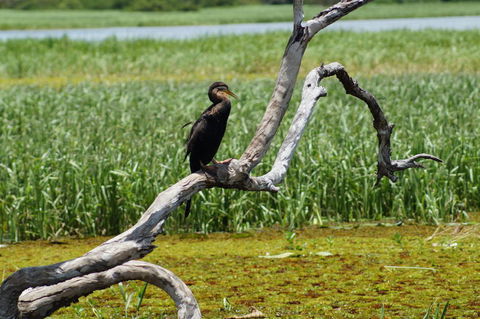 Kakadu, Nourlangie And Yellow Waters Tour From Darwin - New South Wales Tourism  2