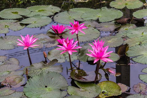 Kakadu, Nourlangie And Yellow Waters Tour From Darwin - New South Wales Tourism  37