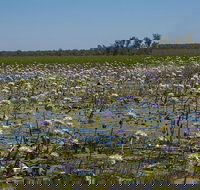 230pm Safari Cruise 1.5 Hours - New South Wales Tourism 