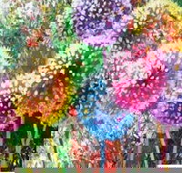 Dandelions - Six Tanks 3.00-5.00pm - New South Wales Tourism 