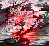 Japanese Sun - Six Tanks 7.00-9.00pm - New South Wales Tourism 