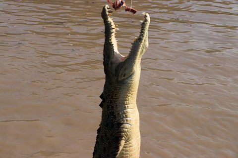 Litchfield Dreams 1 Day National Park Waterfall Swimming & Jumping Croc Cruise - New South Wales Tourism  1
