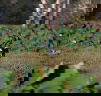 430pm Safari Cruise 1.5 Hours - New South Wales Tourism 