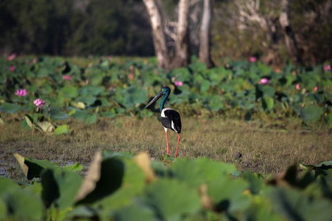 4:30pm Safari Cruise (1.5 Hours) - New South Wales Tourism  0