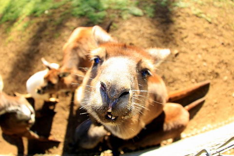 All-Inclusive Blue Mountains Day Trip With River Cruise - New South Wales Tourism  1