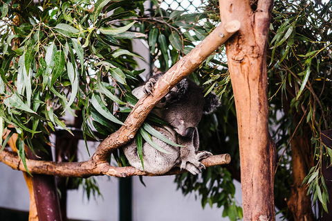 All-Inclusive Blue Mountains Day Trip With River Cruise - New South Wales Tourism  14