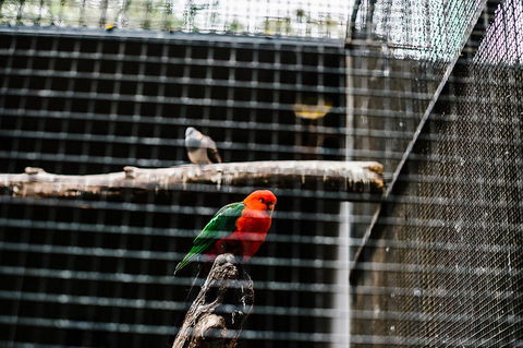 All-Inclusive Blue Mountains Day Trip With River Cruise - New South Wales Tourism  17