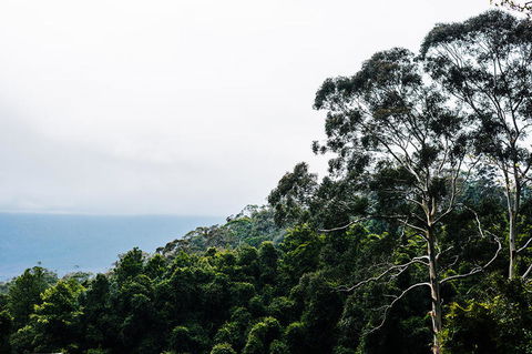 All-Inclusive Blue Mountains Day Trip With River Cruise - New South Wales Tourism  18