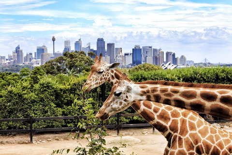 Go Sydney Explorer Pass With Hop-on Hop-Off Bus, Taronga Zoo And More - New South Wales Tourism  5