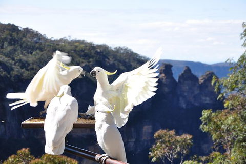 All-Inclusive Blue Mountains Tour In A Luxury Mercedes Sprinter - New South Wales Tourism  4