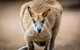 Blue Mountains Nature And Wildlife Day Tour From Sydney - thumb 18
