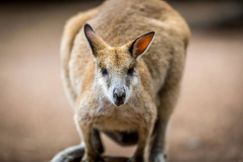 Blue Mountains Nature And Wildlife Day Tour From Sydney - New South Wales Tourism  18