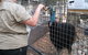 Blue Mountains Nature And Wildlife Day Tour From Sydney - thumb 4