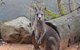 Blue Mountains Nature And Wildlife Day Tour From Sydney - thumb 10