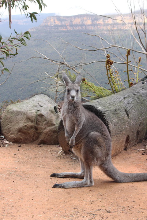 Blue Mountains Nature And Wildlife Day Tour From Sydney - New South Wales Tourism  10