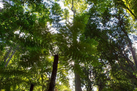 Blue Mountains Nature And Wildlife Day Tour From Sydney - New South Wales Tourism  31