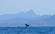 The Byron Bay Sea Kayak Tour - thumb 10