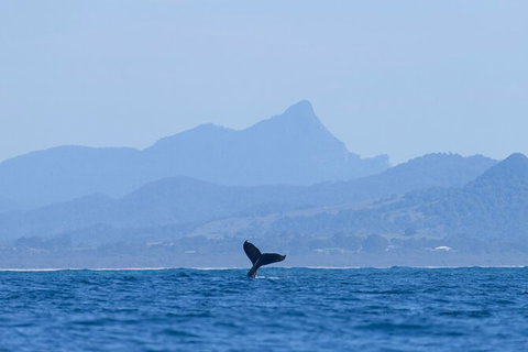 The Byron Bay Sea Kayak Tour - New South Wales Tourism  10