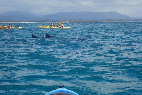 The Byron Bay Sea Kayak Tour - New South Wales Tourism  4