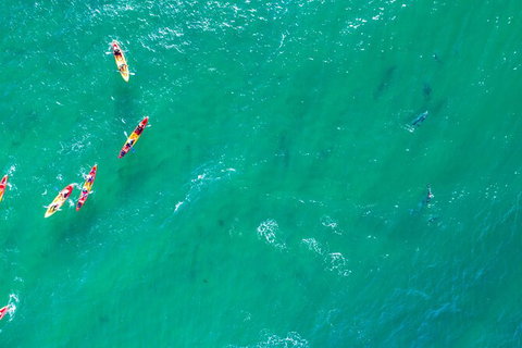 The Byron Bay Sea Kayak Tour - New South Wales Tourism  5