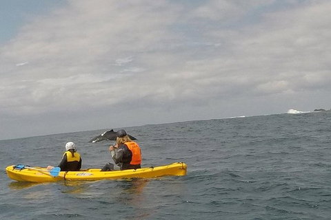 The Byron Bay Sea Kayak Tour - New South Wales Tourism  6