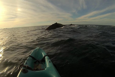 The Byron Bay Sea Kayak Tour - New South Wales Tourism  3