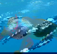 3-Hour Sea Turtle Snorkeling Experience in Byron Bay - New South Wales Tourism 