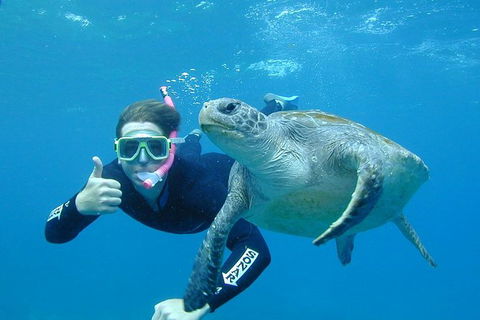 3-Hour Sea Turtle Snorkeling Experience In Byron Bay - New South Wales Tourism  0