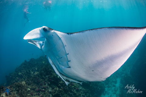 3-Hour Sea Turtle Snorkeling Experience In Byron Bay - New South Wales Tourism  11