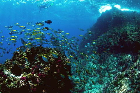 3-Hour Sea Turtle Snorkeling Experience In Byron Bay - New South Wales Tourism  4
