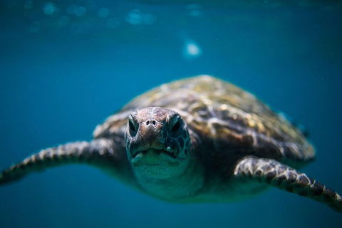3-Hour Sea Turtle Snorkeling Experience In Byron Bay - New South Wales Tourism  5