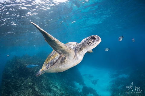 3-Hour Sea Turtle Snorkeling Experience In Byron Bay - New South Wales Tourism  6