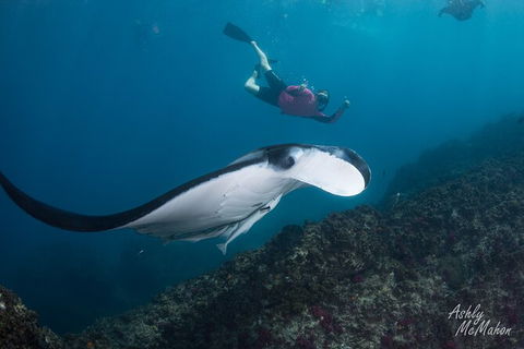 3-Hour Sea Turtle Snorkeling Experience In Byron Bay - New South Wales Tourism  10