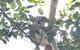 Small-Group Blue Mountains Day Trip From Sydney With Wildlife Park - thumb 5
