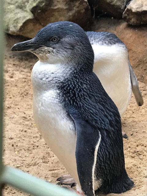 Small-Group Blue Mountains Day Trip From Sydney With Wildlife Park - New South Wales Tourism  6