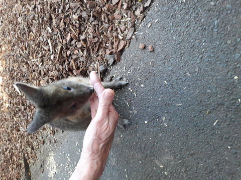 Small-Group Blue Mountains Day Trip From Sydney With Wildlife Park - New South Wales Tourism  4