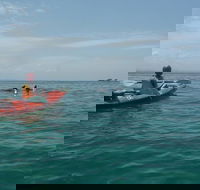 Kayaking with Dolphins in Byron Bay Guided Tour - New South Wales Tourism 