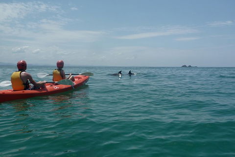 Kayaking With Dolphins In Byron Bay Guided Tour - New South Wales Tourism  0