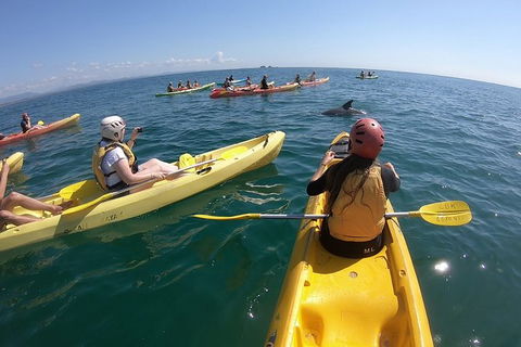 Kayaking With Dolphins In Byron Bay Guided Tour - New South Wales Tourism  13
