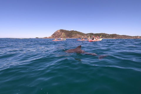 Kayaking With Dolphins In Byron Bay Guided Tour - New South Wales Tourism  5