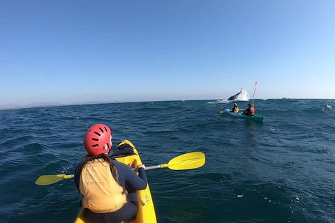 Kayaking With Dolphins In Byron Bay Guided Tour - New South Wales Tourism  19